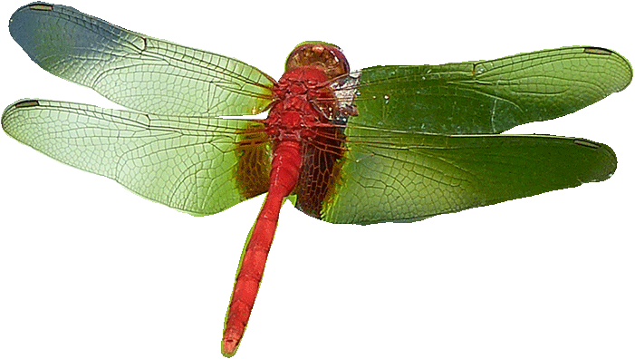 libelula